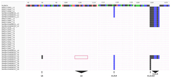 Lineage specifi.c sequence variants relative to the reference (H37Rv) gene pks15 (Rv2947c).