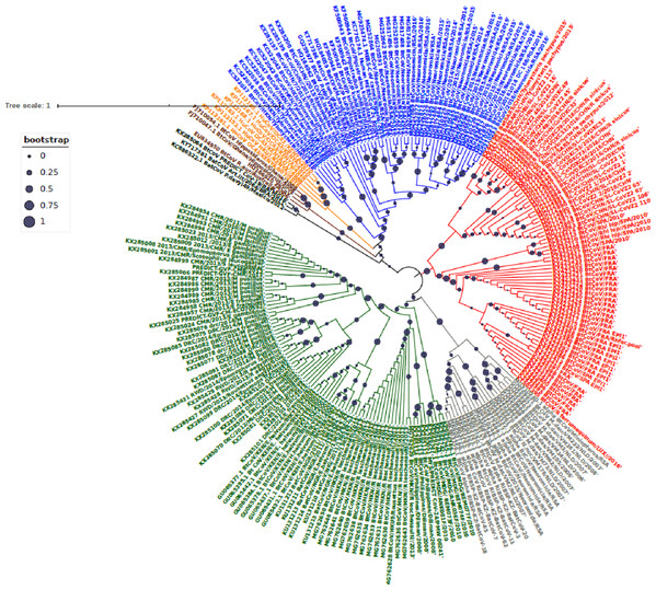 Maximum Likelihood Phylogenetic tree, of Bat βCoV from this study.