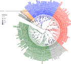 Evolutionary dynamics and geographic dispersal of beta coronaviruses in ...