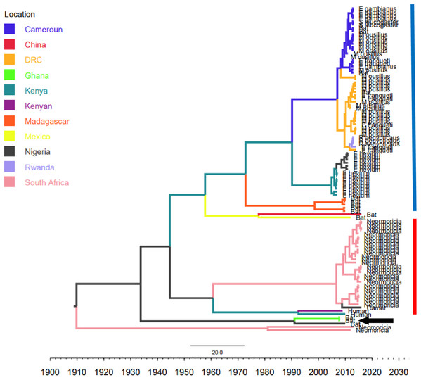 Time scaled Maximum clade credibility tree (MCC) of partial RdrP gene region of African Bt-βCoV.