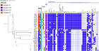 Figure 1 Silent Nucleotide Polymorphisms And A Phylogeny For