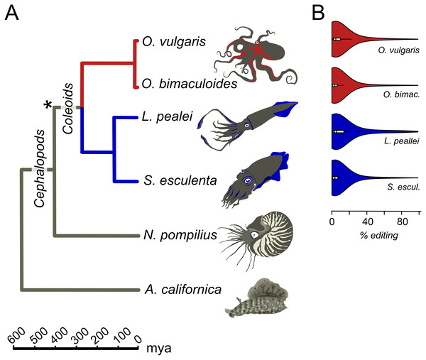 Prevalent mRNA editing in coleoid mollusks.