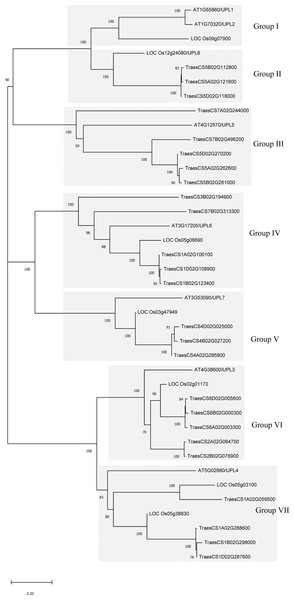 Phylogenetic relationships of 39 HECT genes from wheat (25), rice (seven), and Arabidopsis thaliana (seven).