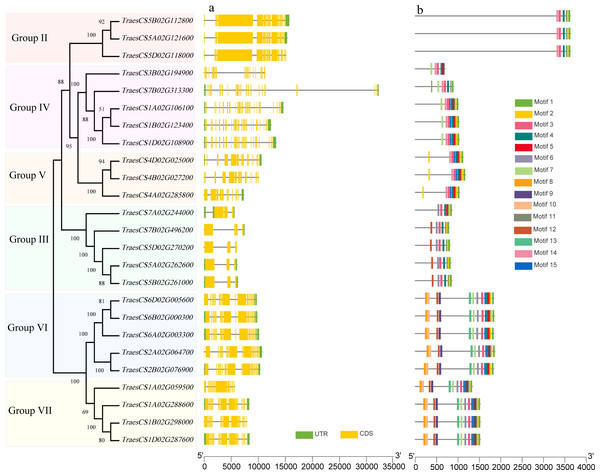 Gene structures and conserved motifs that encode 25 wheat HECT proteins based on phylogenetic relationships.
