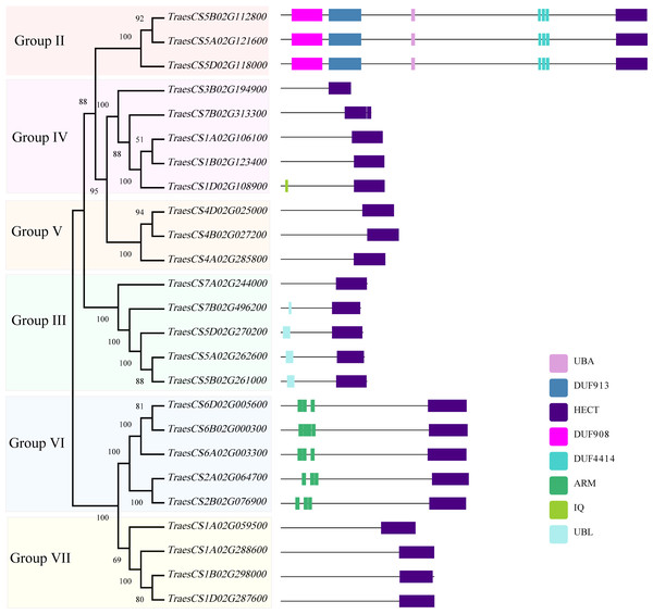 Domain architecture of 25 wheat HECT proteins according to their phylogenetic relationships.