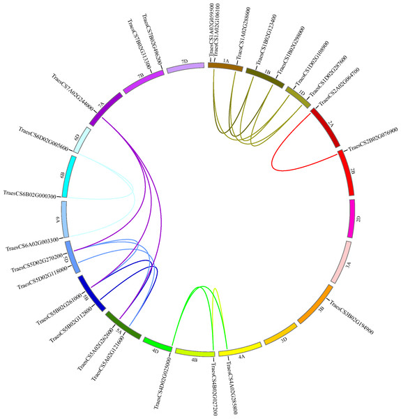 Chromosome locations of HECT genes and segmentally duplicated gene pairs in the wheat genome.