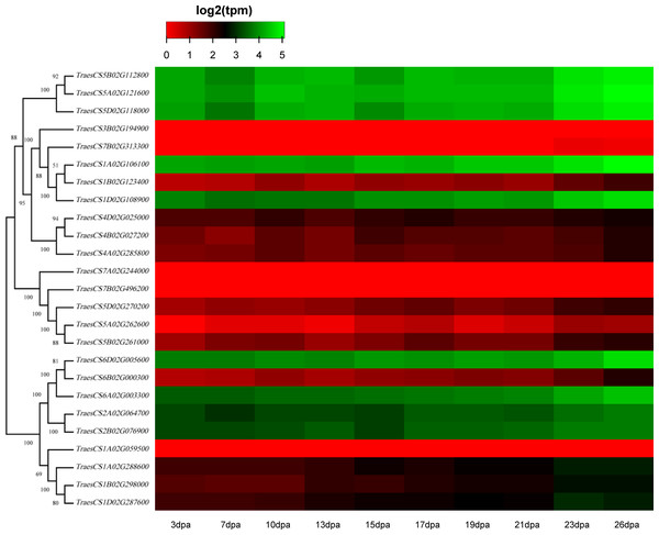 Heatmap of wheat HECT gene expression patterns in wheat leaf senescence.