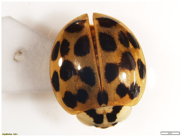 Harmonia axyridis from Ecuador.