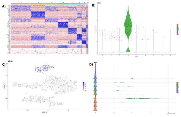 (A) Heatmap showing the top 10 genes for each cluster in the 2,700 PBMCs dataset, while Violin (B), feature (C), and ridge (D) plots are shown for MS4A1 gene—a biomarker of B lymphocytes.
