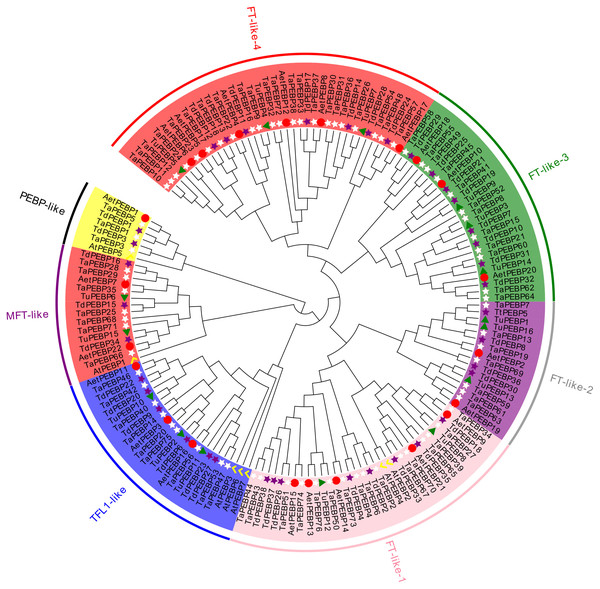 Phylogenetic analysis of PEBP genes in Triticum aestivum, T. dicoccoides, T. urartu, Ae. tauschii and Arabidopsis thaliana.