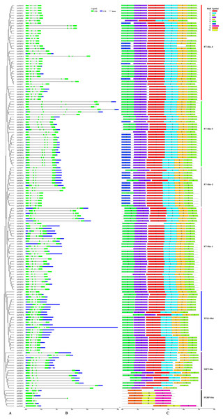 Phylogenetic relationships, gene structure and conserved motifs of the PEBP genes.