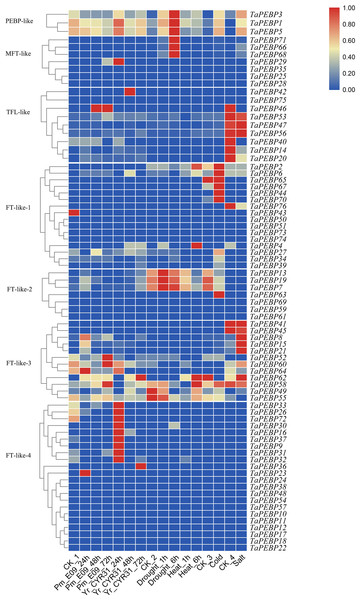 Expression patterns of TaPEBP genes under various stress treatments.
