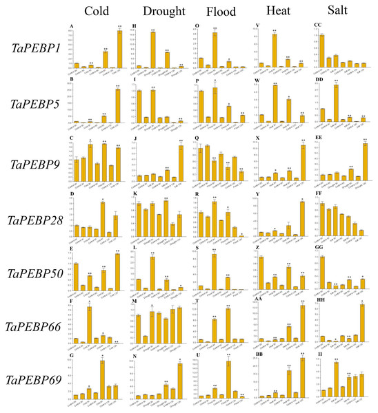 Expression levels of seven PEBP genes in wheat under cold (A–G), drought (H–N), flood (O–U), heat (V-BB), and salt (CC-II) stresses validated by qRT-PCR.