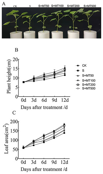 Effects of exogenous melatonin (MT) on cotton seedling phenotype (A), plant height (B), and leaf area (C) of cotton seedlings.