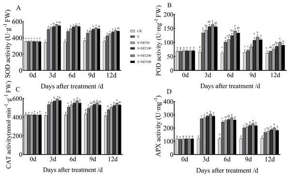 Effects of exogenous melatonin (MT) treatment on superoxide dismutase (SOD) (A), peroxidase (POD) (B), catalase (CAT) (C), and ascorbate peroxidase (APX) (D) activities of cotton leaves under salt stress.