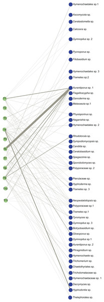 Bipartite ecological network of Myrtus communis individuals and their foliar fungal endophytes.