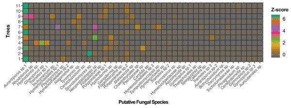 Adjacency matrix of Myrtus communis individuals and their foliar fungal endophytes.
