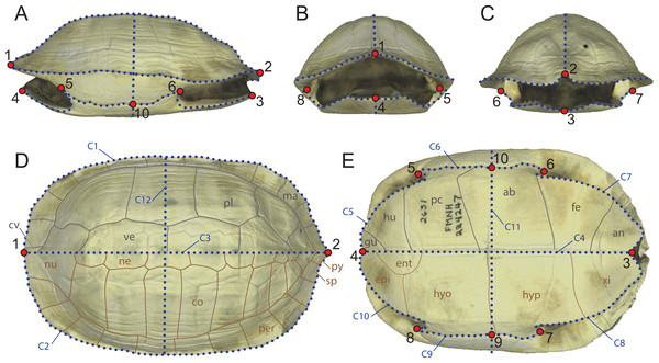 Landmarks configuration used in the study composed of 10 fixed landmarks and 12 semilandmark-curves imposed onto a 3D model of Melanochelys trijuga (FMNH 224247).