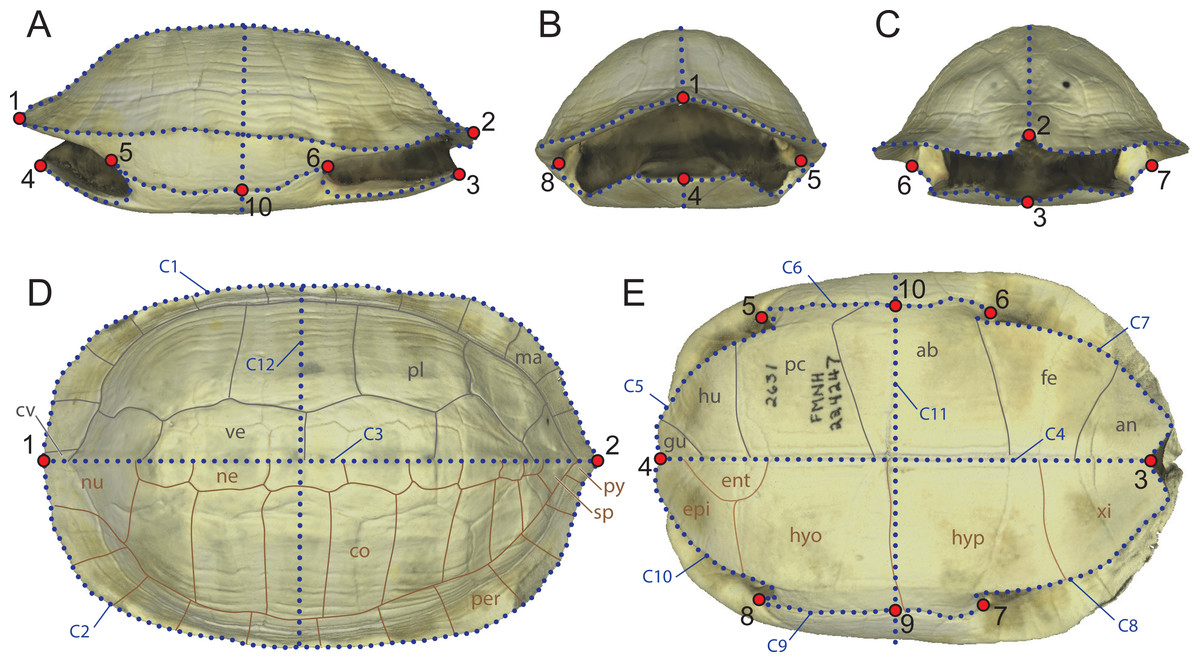 The ecomorphology of the shell of extant turtles and its applications for  fossil turtles [PeerJ]