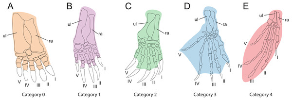 Webbing types of the forehand used for ecological classification.