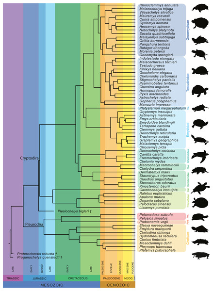 Time-calibrated phylogeny of 72 species used in the study based on Pereira et al. (2017).