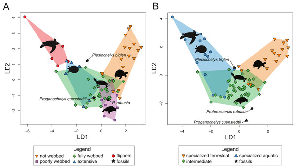 Comparative results of the linear discriminant analysis (LDA) including predictions for fossil species.