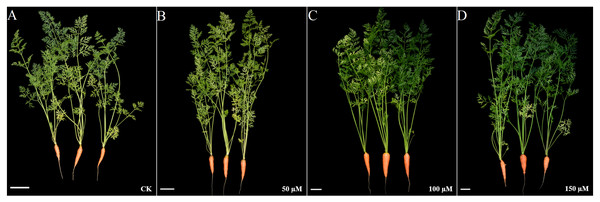 Effect of IBA on the growth status of carrots.