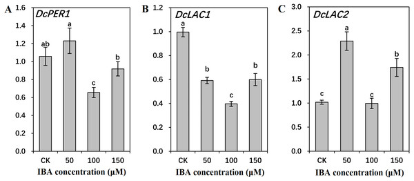 Effect of IBA on the expression profiles of genes involved in lignin polymerization in carrot roots.