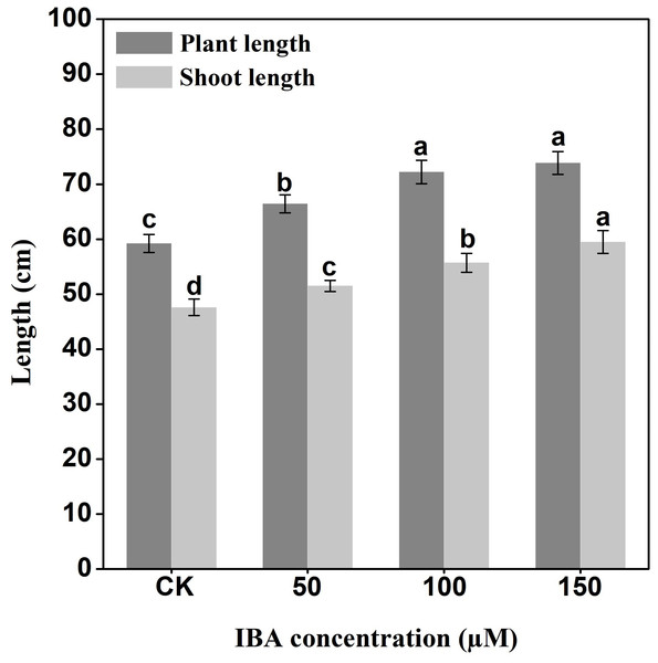 Effect of IBA on overall plant length and shoot length of carrots.