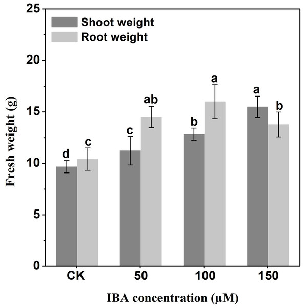 Effect of IBA on shoot and root fresh weight in carrot.