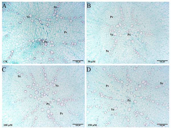 Influence of IBA on the anatomical structure of carrot roots.