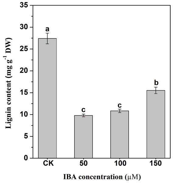 Influence of IBA on lignin accumulation in carrot roots.