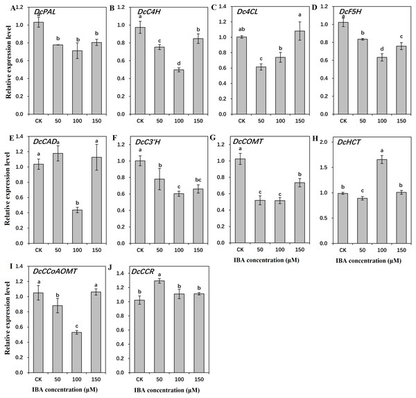 Effect of IBA on the expression profiles of genes involved in lignin biosynthesis in carrot roots.