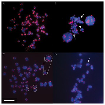 Patterns of telomere length with age in African mole-rats: New insights ...