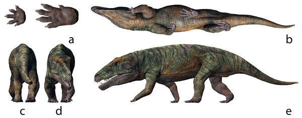 Life appearance of the non-archosaurian archosauriform (erythrosuchid?) the most suitable producer of Isochirotherium gardettensis.