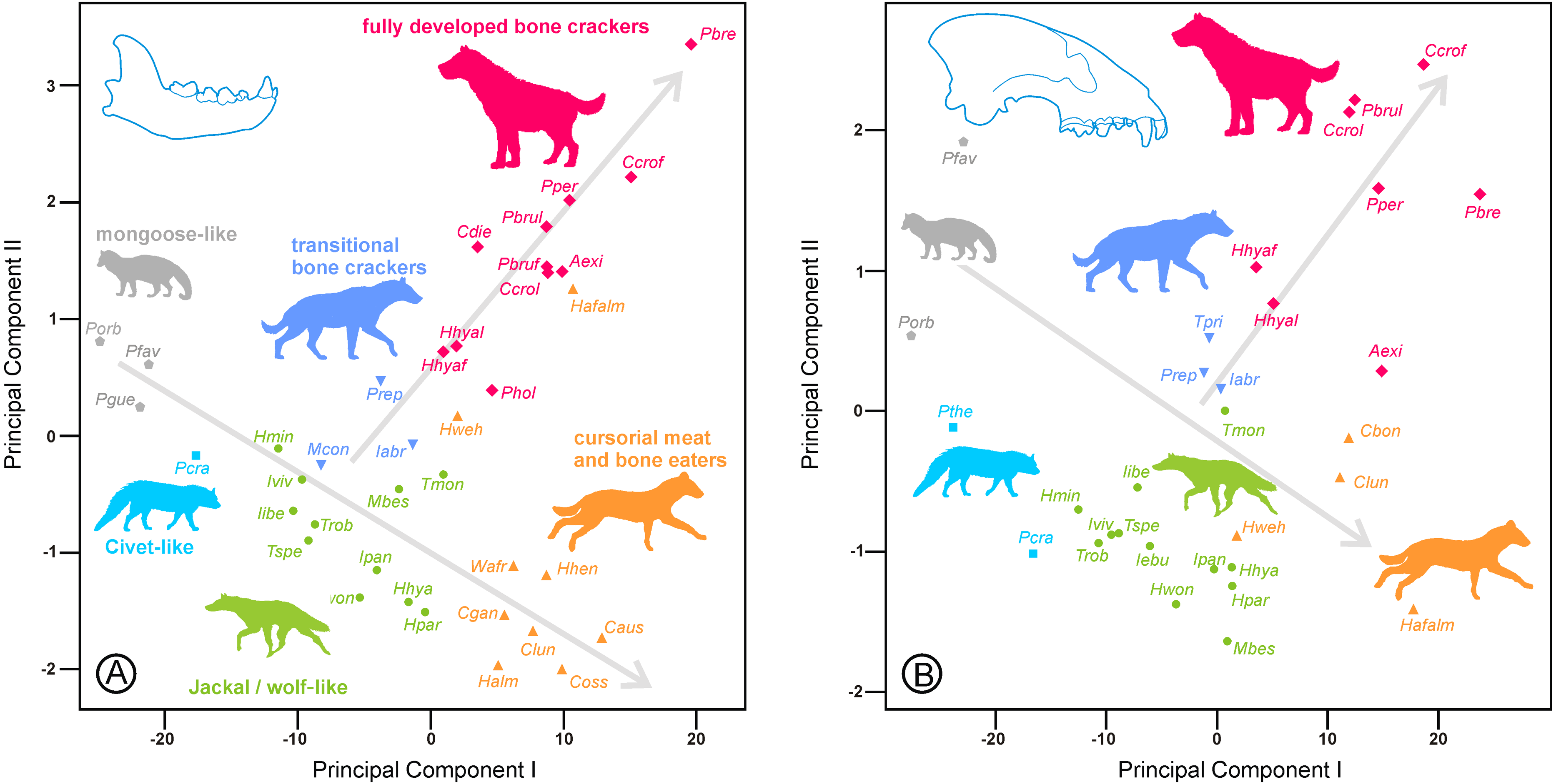 Canines and carnassials as indicators of sociality in durophagous ...