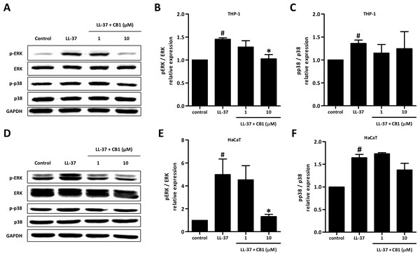 CB1 down-regulated the phosphorylation of ERK but not p38 of the mitogen-activated protein kinase (MAPK) pathway induced by LL-37 in vitro in THP-1 cells (A–C) and HaCaT cells (D–F).