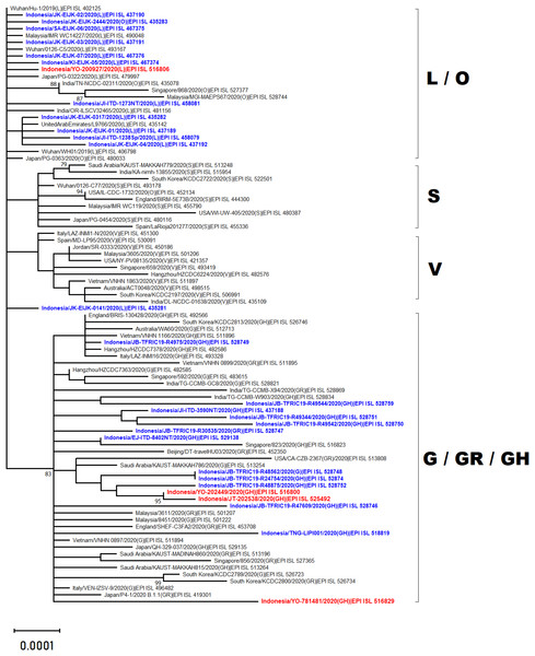 Phylogenetic analysis of SARS-CoV-2 genomes from Indonesia and different countries.