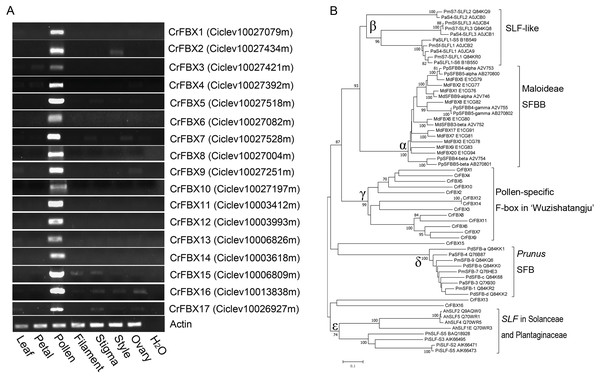 Expression analyses and phylogenetic relationships of CrFBX genes from ‘Wuzishatangju’.