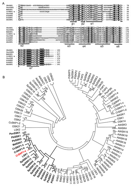 Multiple sequence alignment and phylogenetic analyses of pollen-specific CrSKP1-e.