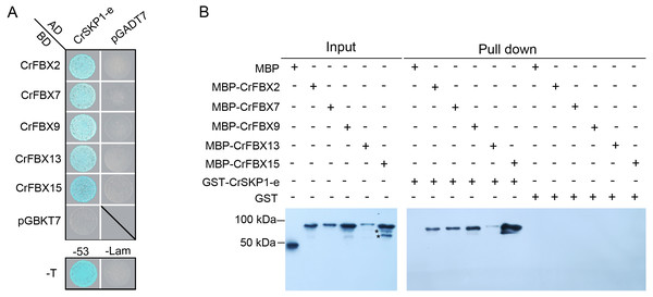 Interaction of CrSKP1-e and CrFBX proteins.