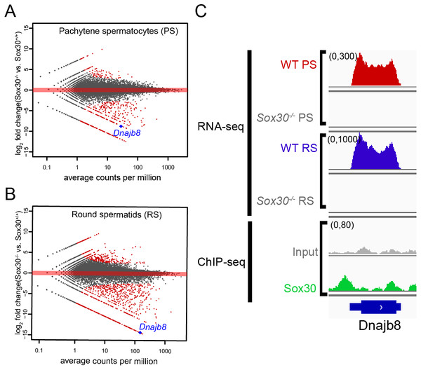 SOX30 directly regulates Dnajb8 expression.