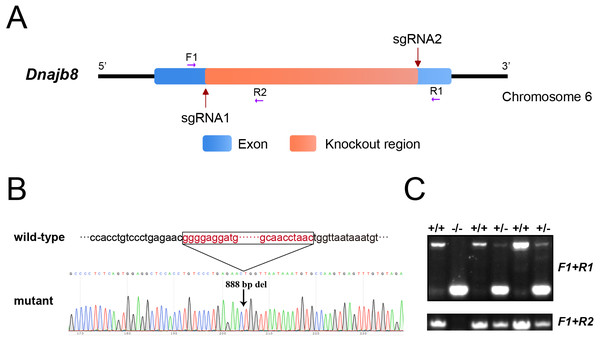 Generation of Dnajb8-null mice by the CRISPR/Cas9 system.