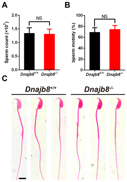 Normal sperm count, morphology and motility in Dnajb8−/ − mice.