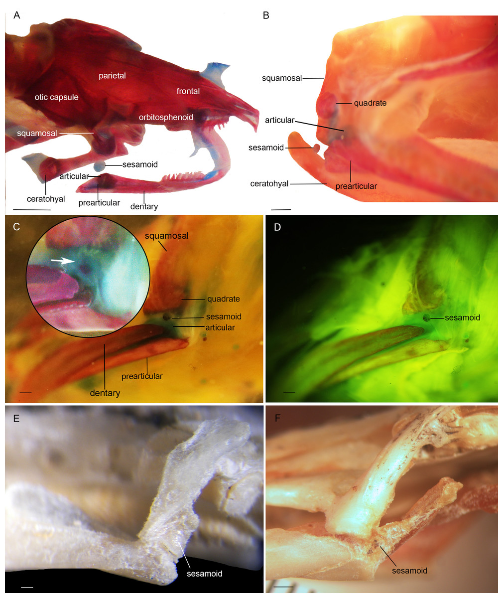 Sesamoids in Caudata and Gymnophiona (Lissamphibia): absences and ...