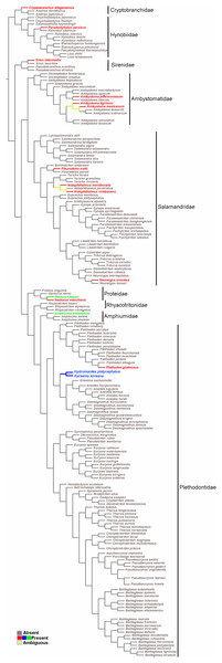 Salamander phylogeny used in the optimization analysis of mandibular sesamoid characters follows relationships proposed by Bonnet & Blair (2017), and Pyron & Wiens (2011) for species not included in the most recent phylogeny.
