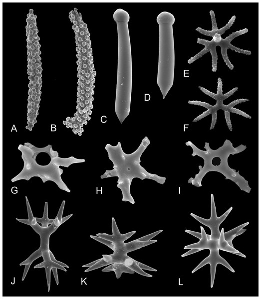 Morphological diversity of selected marine sponge spicules.