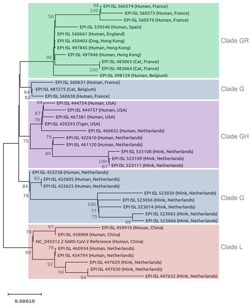 Phylogenetic tree of 40 SARS-CoV-2 genomes from animals and humans.