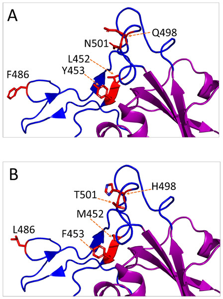 Amino acid substitutions in the receptor-binding motif (RBM) of SARS-CoV-2 S protein from animal isolates.