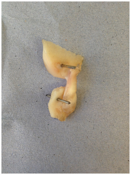The extracted cranial cruciate ligaments (CCL) consisted of approximately 10 mm of the femoral and tibial bones forming femur-CCL-tibia complex.